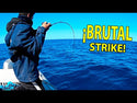 HART NATION SPIN 8 ROD 2,44M 2S // 15-50g