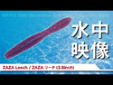 Señuelo Vinilo Lombriz Nikko Zaza Leech //  96mm