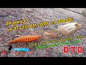 Bow tie DTD Ballistic Egi // 3.0