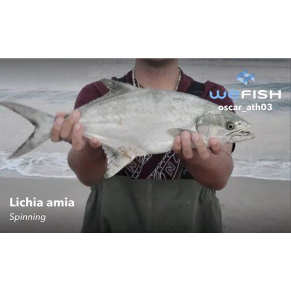 Caña Daiwa Legalis Rockfishing Spinning // 1-10g, 1-12g, 5-14g / 2,28m, 2,34m, 2,44m